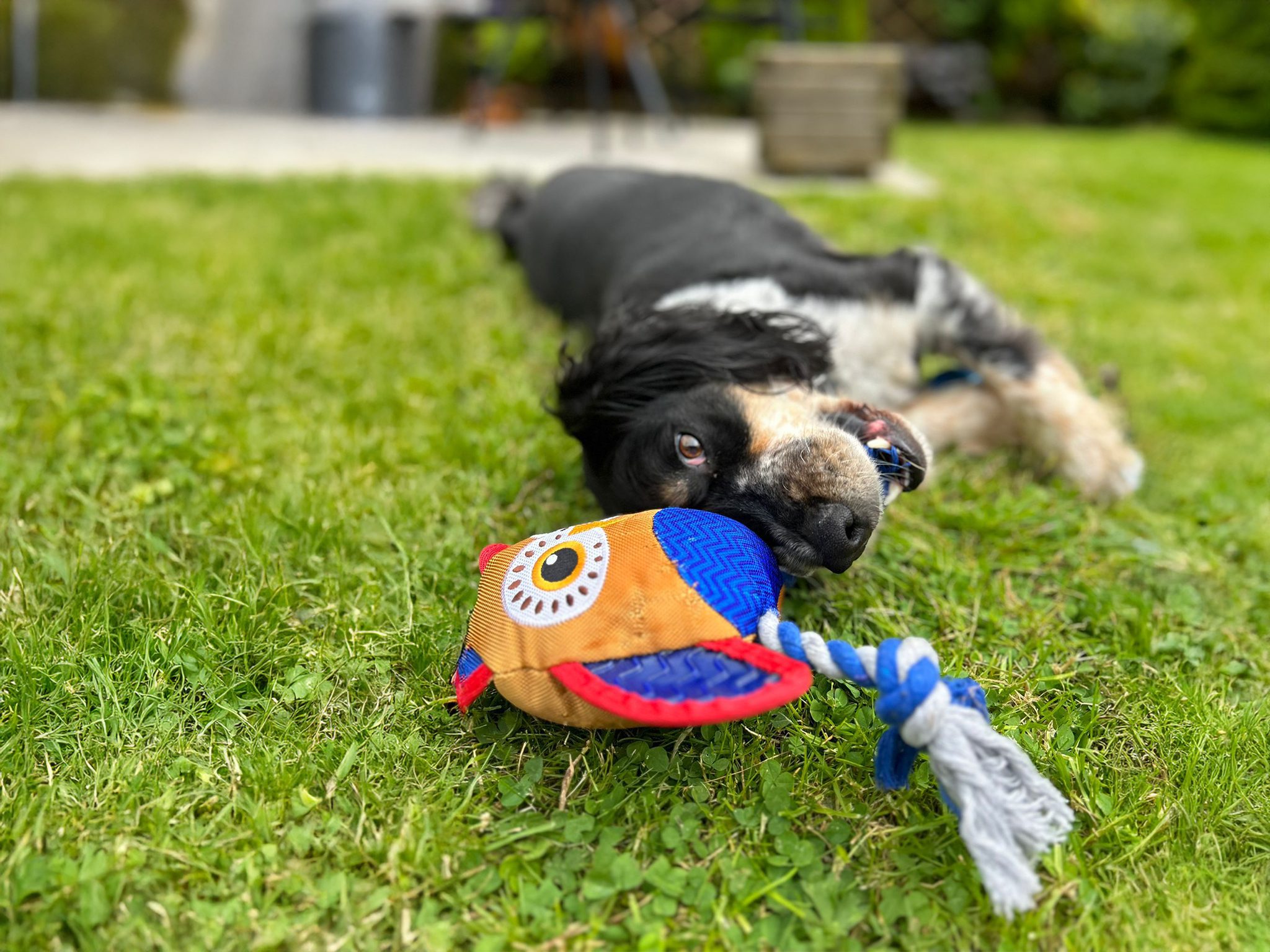 pup-and-go-spring-spaniel-lying-down